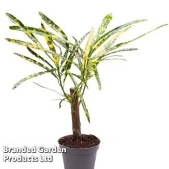 Houseplant Tropical Mix -EcoFlora Sales Shop KF0878 MIXD TROPIC6CM B