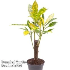 Houseplant Tropical Mix -EcoFlora Sales Shop KF0878 MIXD TROPIC6CM C