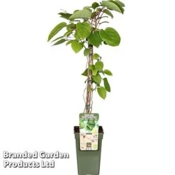 Kiwi 'Geneva' -EcoFlora Sales Shop KIWI GENEVAWEI S49012