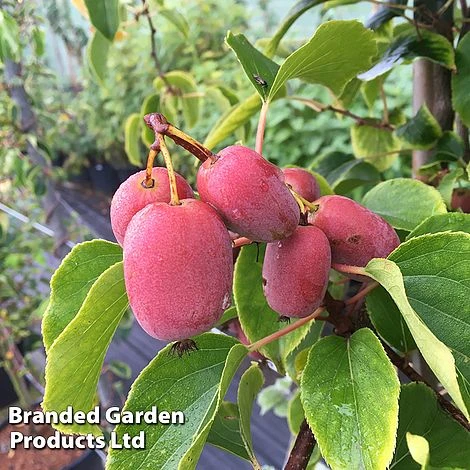 Kiwi 'Pink Jumbo' 4 Kiwi 'Pink Jumbo' - Image 2