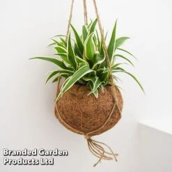 Kokodama Green Hanging Mix -EcoFlora Sales Shop KOKO GREENMIX T42888