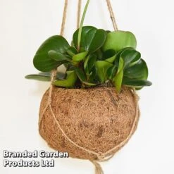 Kokodama Green Hanging Mix -EcoFlora Sales Shop KOKO GREENMIX T42890