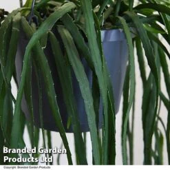 Lepismium Bolivianum -EcoFlora Sales Shop LEPI BOLIVIANU T47997