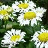 Leucanthemum X Superbum Lacrosse -EcoFlora Sales Shop LEUC LACROSSE1