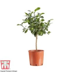 Tahiti Lime -EcoFlora Sales Shop LIME DWW3573 AA1