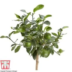 Tahiti Lime -EcoFlora Sales Shop LIME DWW3573 AB
