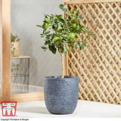 Tahiti Lime -EcoFlora Sales Shop LIME DWW3573 AE