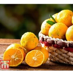 Rangpur Lime 7 Rangpur Lime -EcoFlora Sales Shop LIME WKB8926 C