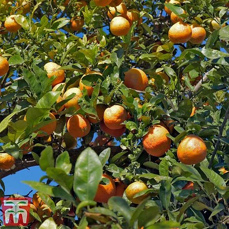 Rangpur Lime 4 Rangpur Lime - Image 2