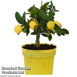 Limequat Citrus Plant -EcoFlora Sales Shop LIMEQUAT KC5369 A1