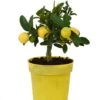 Limequat Citrus Plant -EcoFlora Sales Shop LIMEQUAT KC5369 NOW1