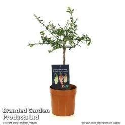 Lime 'Caviar Lime' -EcoFlora Sales Shop LIME CAVIARL3L T48377