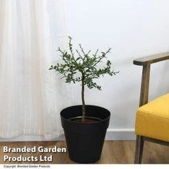 Lime 'Caviar Lime' -EcoFlora Sales Shop LIME CAVIARLIM T48378