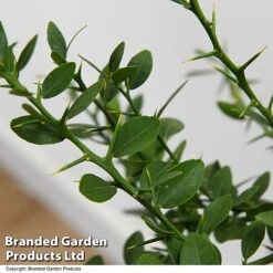 Lime 'Caviar Lime' -EcoFlora Sales Shop LIME CAVIARLIM T48379