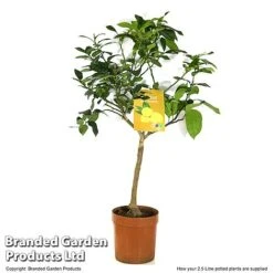 Limequat Citrus Plant -EcoFlora Sales Shop LIME LIMEQUAT T483831