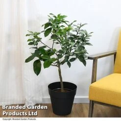 Limequat Citrus Plant -EcoFlora Sales Shop LIME LIMEQUAT T483841