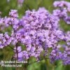 Limonium Gmelinii -EcoFlora Sales Shop LIMO GMELINII L397321