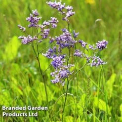 Limonium Gmelinii -EcoFlora Sales Shop LIMO GMELINII W392621