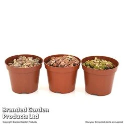 Lithops Species Mix 15 Lithops Species Mix -EcoFlora Sales Shop LITH MIX8CM T49850