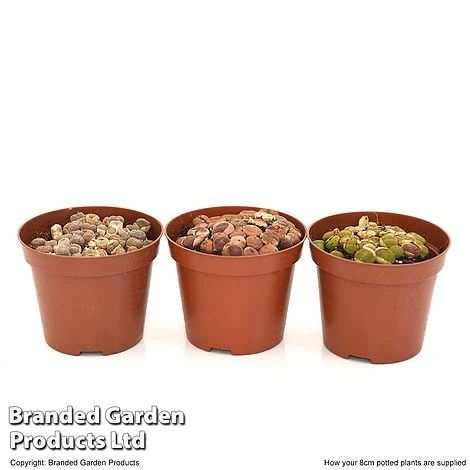 Lithops Species Mix 9 Lithops Species Mix - Image 7