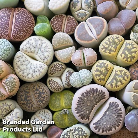 Lithops Species Mix 4 Lithops Species Mix - Image 2