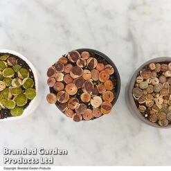 Lithops Species Mix 11 Lithops Species Mix -EcoFlora Sales Shop LITH MIX T49853