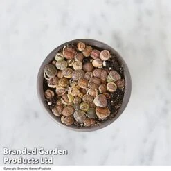 Lithops Species Mix 12 Lithops Species Mix -EcoFlora Sales Shop LITH MIX T49855