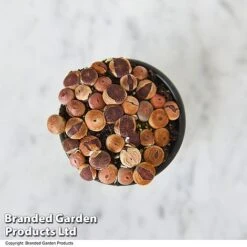 Lithops Species Mix 13 Lithops Species Mix -EcoFlora Sales Shop LITH MIX T49856