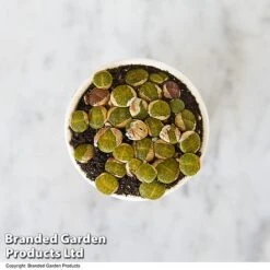 Lithops Species Mix 14 Lithops Species Mix -EcoFlora Sales Shop LITH MIX T49857