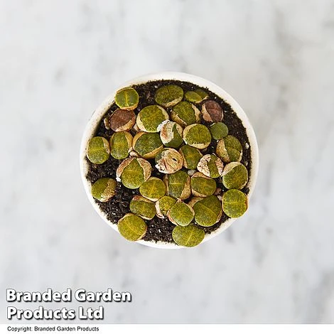 Lithops Species Mix 8 Lithops Species Mix - Image 6