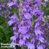 Lobelia Speciosa Fan Blue -EcoFlora Sales Shop LOBE FANBLUE1