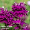 Lobelia 'Hadspen Purple' -EcoFlora Sales Shop LOBE HADSPENPU L45022