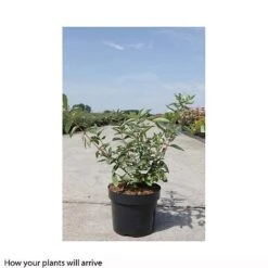 Lonicera Kamtschatica 'Balalaika' -EcoFlora Sales Shop LONI T66330 B h