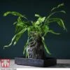 Lova Plant On Lava Rock - Gift -EcoFlora Sales Shop LOVA WKB4651 A1