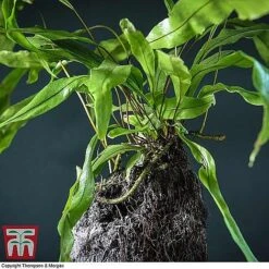 Lova Plant On Lava Rock - Gift -EcoFlora Sales Shop LOVA WKB4651 B1