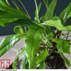 Lova Plant On Lava Rock - Gift -EcoFlora Sales Shop LOVA WKB4651 C1