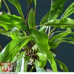 Lova Plant On Lava Rock - Gift -EcoFlora Sales Shop LOVA WKB4651 D1