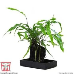 Lova Plant On Lava Rock - Gift -EcoFlora Sales Shop LOVA WKB4651 E1