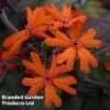 Lychnis X Arkwrightii 'Orange Zwerg'