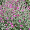 Lychnis Coronaria -EcoFlora Sales Shop LYCH CORONARIA1