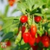 Goji Berry 'Sweet Lifeberry' -EcoFlora Sales Shop LYCI T66348 C