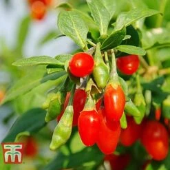 Goji Berry 'Sweet Lifeberry'