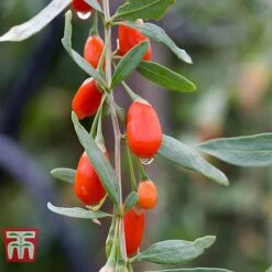 Goji Berry 'Sweet Lifeberry' -EcoFlora Sales Shop LYCI T66348 b