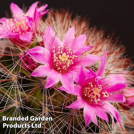 Mammillaria Zeilmanniana 3 Mammillaria Zeilmanniana