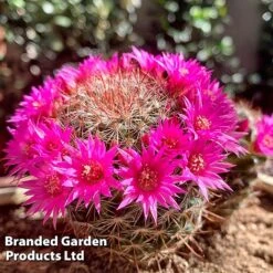 Mammillaria Zeilmanniana 5 Mammillaria Zeilmanniana -EcoFlora Sales Shop MAMM ZEILMANNI W46840
