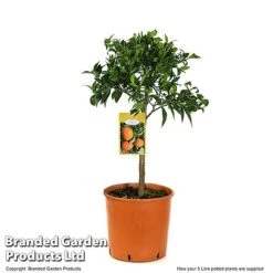 Mandarin Citrus Plant -EcoFlora Sales Shop MAND ORANGE5L T48380