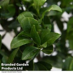Mandarin Citrus Plant -EcoFlora Sales Shop MAND ORANGE T48382