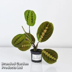 Maranta Leuconeura 'Fascinator' -EcoFlora Sales Shop MARA FASCIN8CM T438201