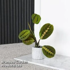 Maranta Leuconeura 'Fascinator' -EcoFlora Sales Shop MARA FASCINATO T438211