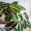 Maranta Leuconeura 'Fascinator'